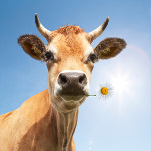 Dairy update: Milk, butter, & cows