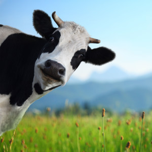 A whole lot mooving in the dairy markets