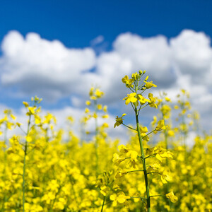 Ground-level view of Ukraine & European oilseed markets