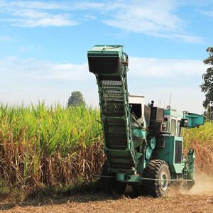 Sugar: An update on harvest & a look into the year ahead