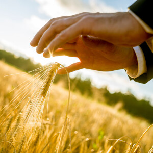 Vibe check on the wheat market