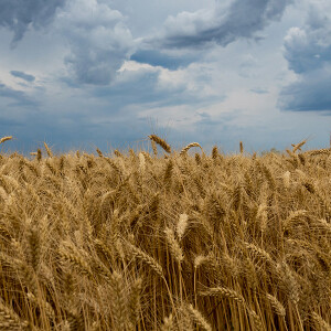 Wheat, weather, & crop conditions
