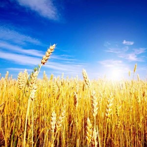 Wheat: The good, the bad, & the downright ugly