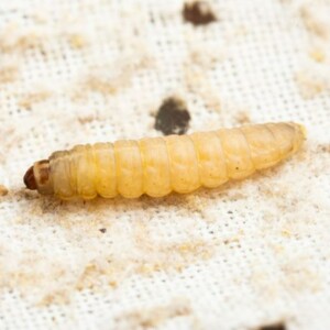 Larval Therapy Explained: Using Maggots for Effective Human Wound Treatment