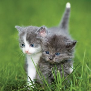 #227 Free Kittens