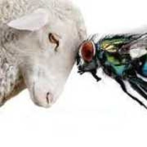 E3 - The Lord’s Sheep and the Fly