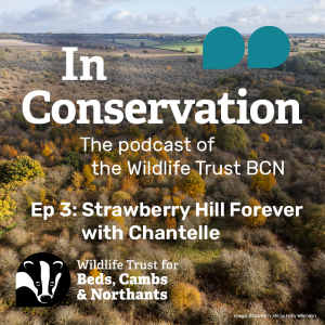 Episode 3: Strawberry Hill Forever with Chantelle