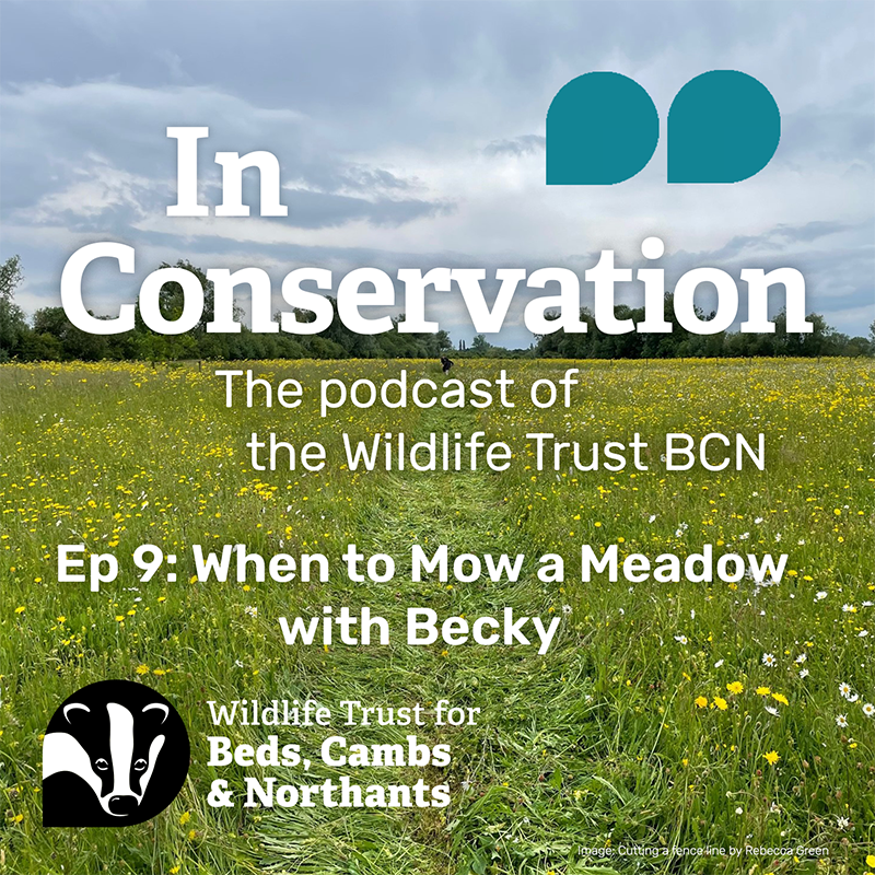 Episode 9: When to Mow a Meadow with Becky