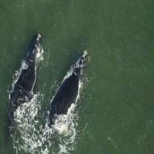 World Whale Day is Feb 15th
