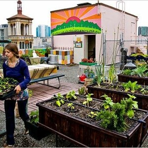 Feeding Story 3: Garden On The Rooftop