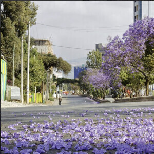 Invisibility, Story 2, New Flowers