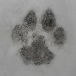 Lion Skin