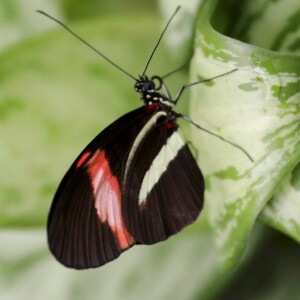 Saving Insects One (Native) Plant at a Time