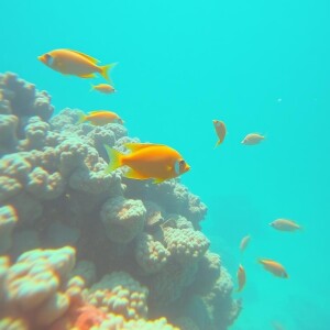88 - You Dont Need a Reson (to Scuba Dive)