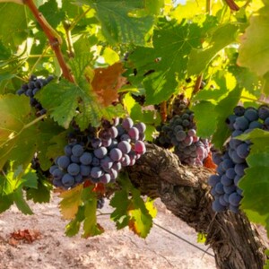 Experience Casa Locé: The Best Winery and Vineyard Tour Near Los Angeles