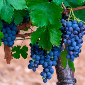 The World of Red Grenache Wines: Bold Colors and Delicious Tasting Notes