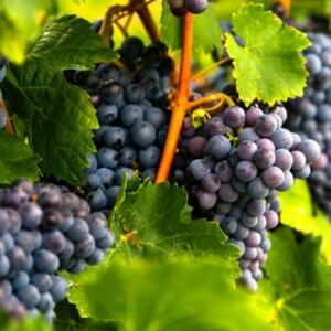 Discover the Unique Flavor and Color of Cabernet Franc Red Wine