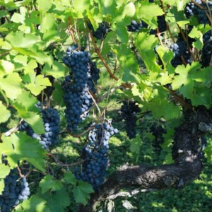 Nebbiolo Red Wine: Uncovering Its Rich Flavors and Beautiful Color