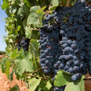 Difference Between Syrah (Shiraz) vs Cabernet Sauvignon