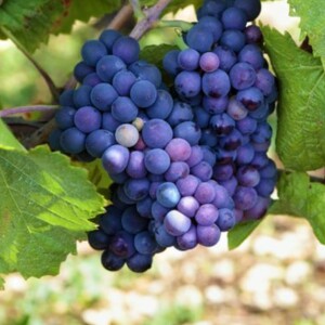 Pinot Noir Red Wine Grapes | Characteristics Taste & Color