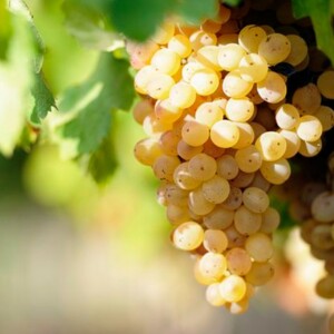 Sauvignon Blanc White Wine Grapes - Characteristics & Color