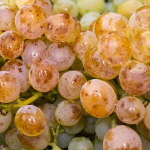 Riesling White Wine Grapes - Characteristics Taste & Color