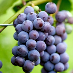 Merlot Red Wine Grapes - Characteristics Taste & Color