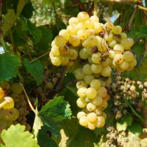 Getting to Know Grenache Blanc White Wine and Taste