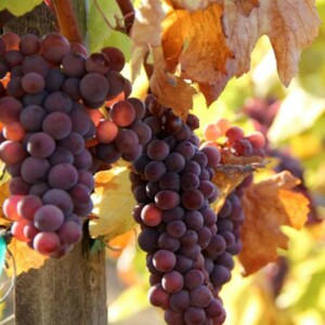 Pinot Grigio Grape Taste, Color, and Characteristics: A Complete Description of This Light, Crisp White Wine Favorite
