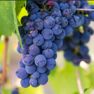 Discover the Bold Taste of Grenache Noir Wine: Color, Body & Tannin