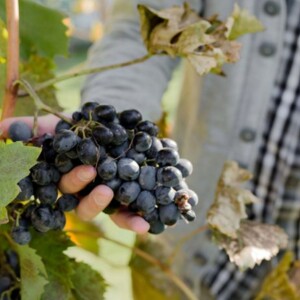 Best Food Pairings for Tempranillo Wine You Must Try Tempranillo wine and food pairing ideas: what does Tempranillo pair with for grilled meats, tapas, and bold Spanish dishes?