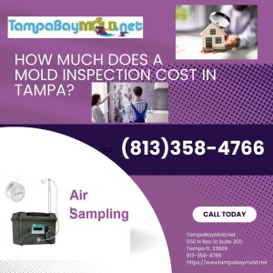 How Much Does A Mold Inspection Cost In Tampa?