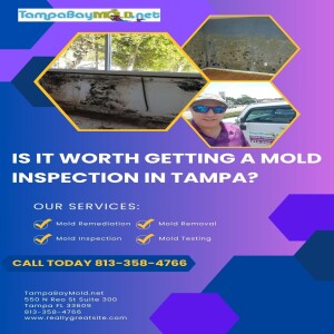 Is It Worth Getting A Mold Inspection In Tampa?