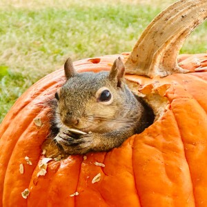 🎃🐿️💡Itty-Bitty (Disguised) Seeds of Wisdom