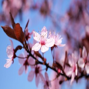 Why Japanese Cuture Embraces Sadness