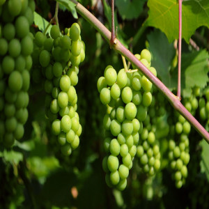 Stop Eating Sour Grapes - Pastor Hank Davis