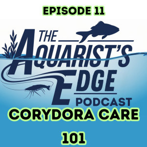 Corydora Care 101