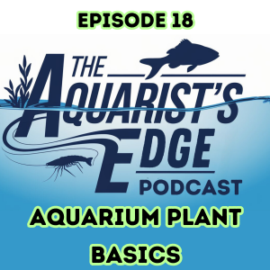 Aquarium Plant Basics - An Introduction To Planted Tanks