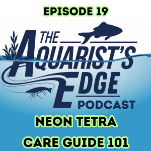 Neon Tetra Care Guide 101