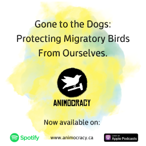 Episode 1: Gone to the Dogs: Protecting Migratory Birds From Ourselves.
