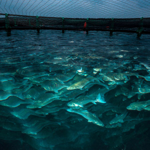 Big Fish, Part 2 of 6: A Short History of Aquaculture Innovation