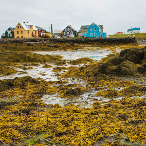 Seaweed Economics 101: Boom and Bust in the North Atlantic