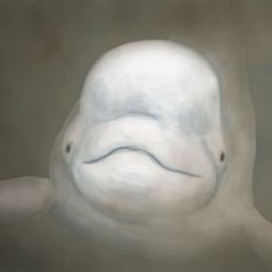 The Baffling Case of the Belugas that Won’t Bounce Back