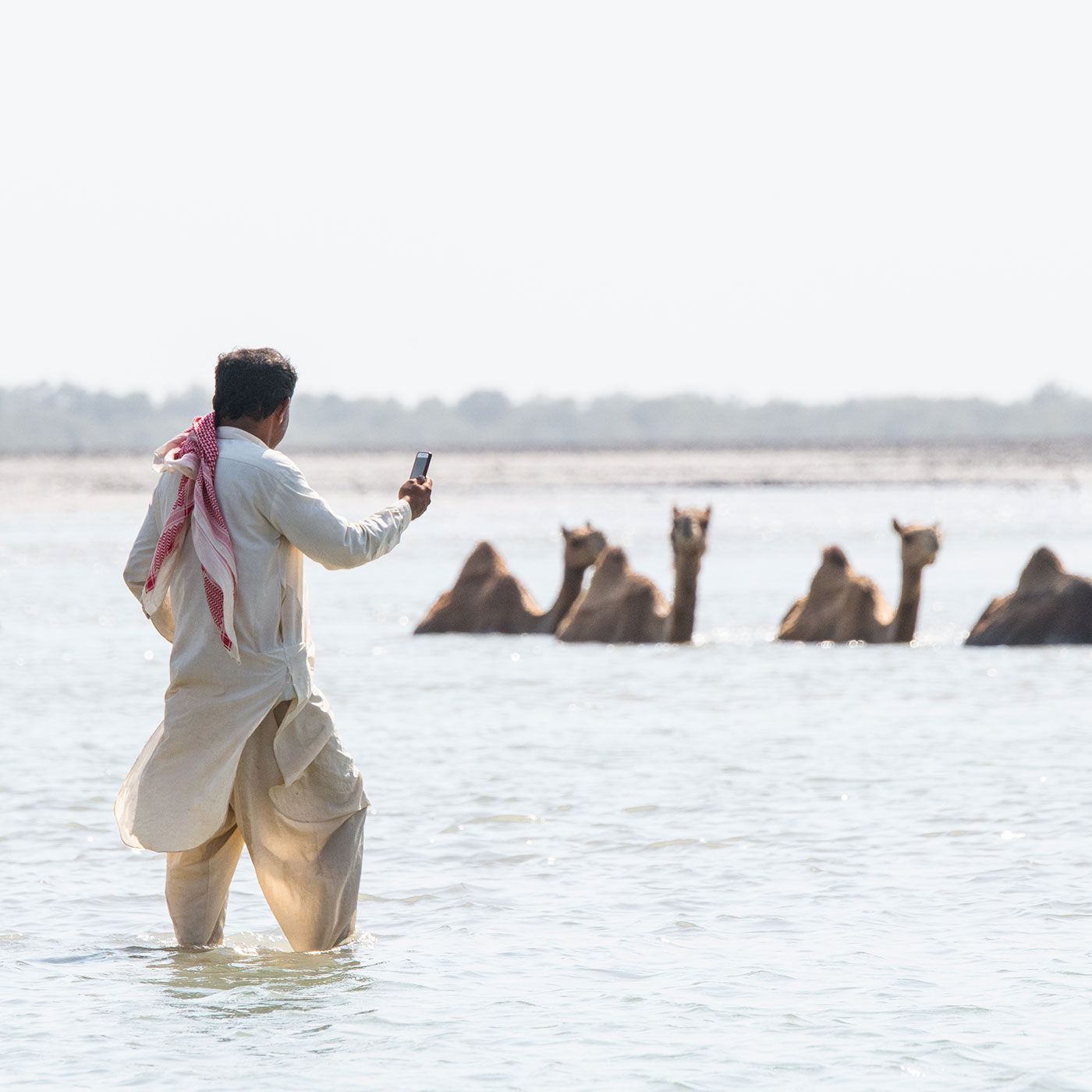 Where Camels Take to the Sea