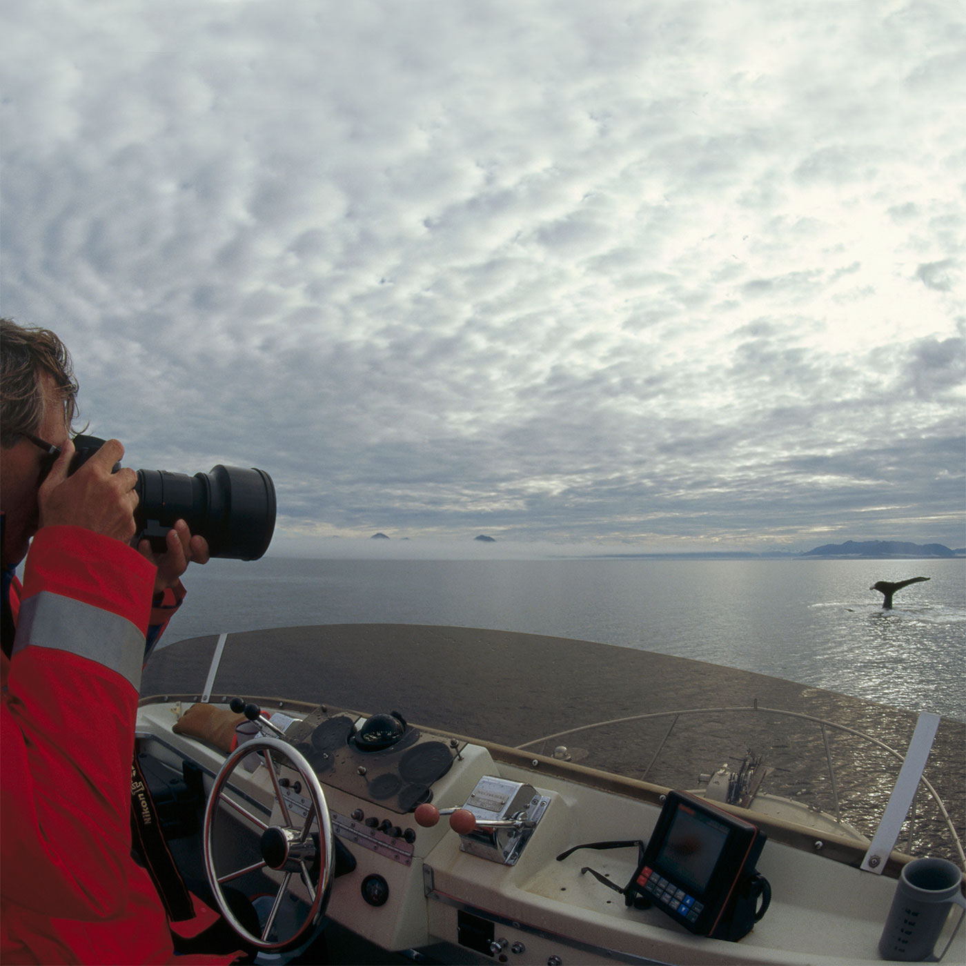 Whales Through a New Lens