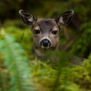 Deer Wars: The Forest Awakens