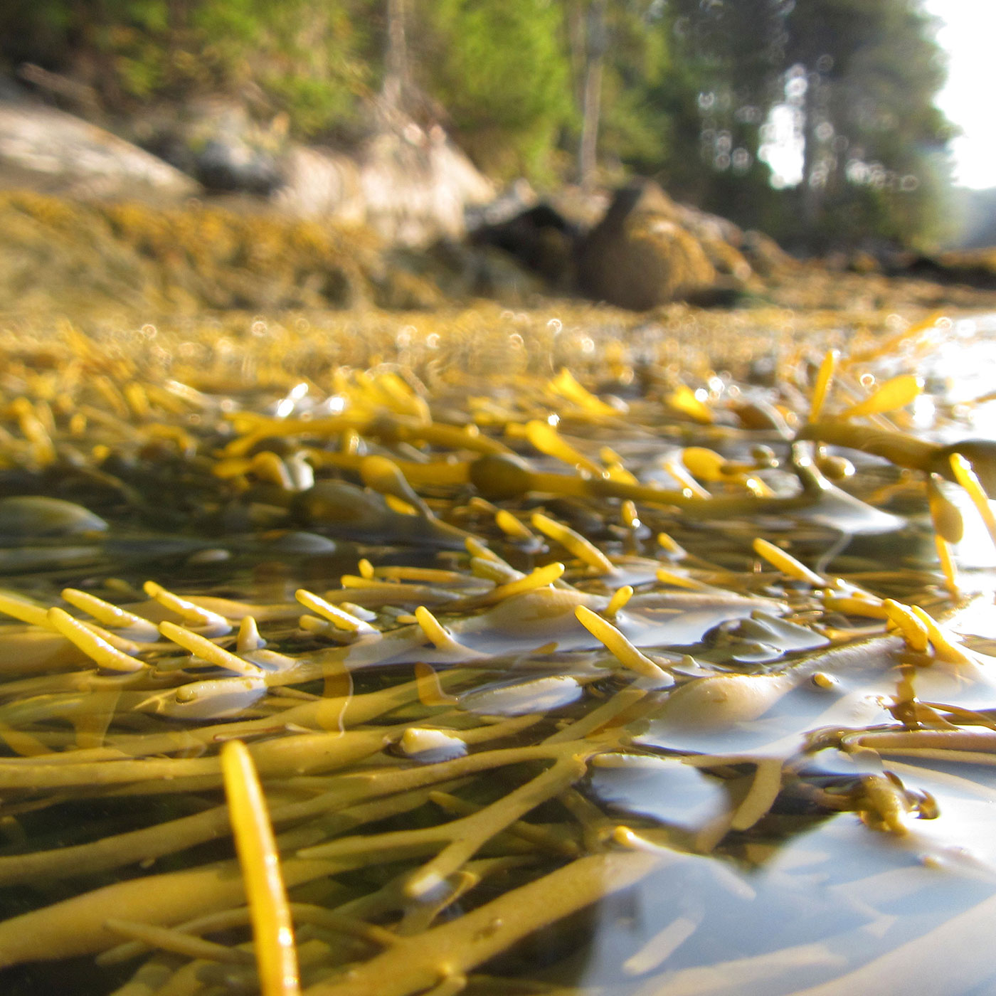 A Fish Called Rockweed