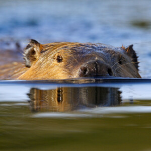 The Gnawing Question of Saltwater Beavers