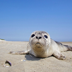 Reassessing Seal Rescue
