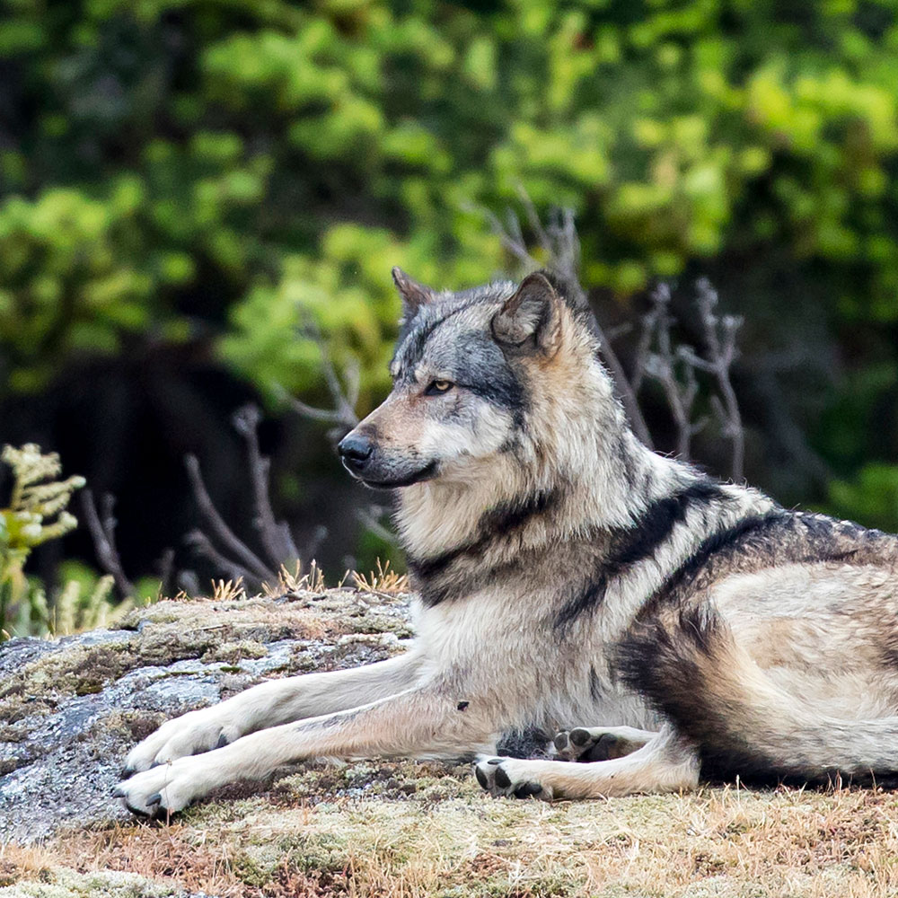 The Lone Wolf That Was Loved to Death